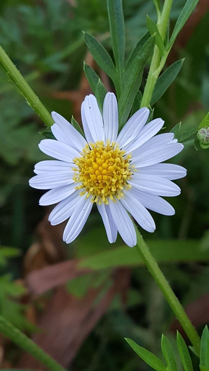 ウォーキングロード脇に野菊が咲く季節🎵一輪の花でしたが秋の訪れを伝えてくれました😉