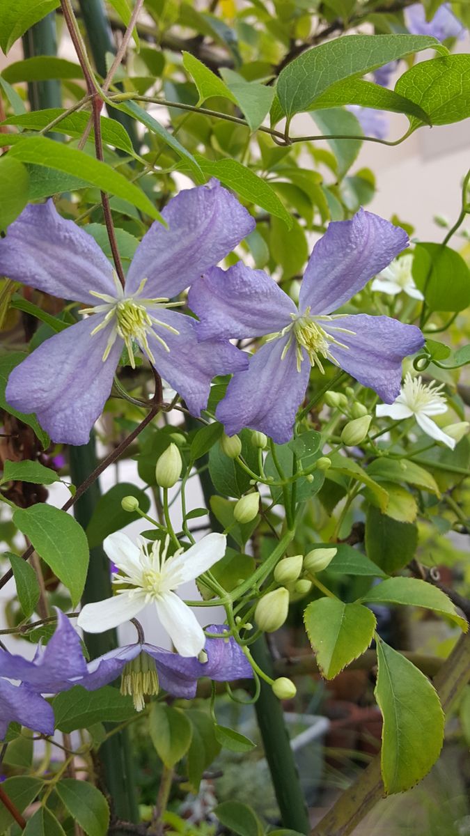 初めて30個あまりも花💠をつけたクレマチス❗  もう散り初めて、楽しみを有り難う来年も