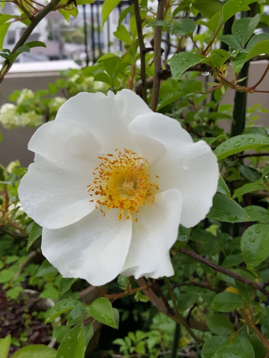 ナニワイバラの白い花❤雨の中で匂うばかりに花開いて😉