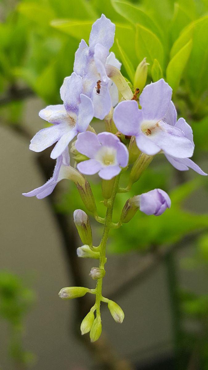 デュランタライムの優しい花💠 少しづつお休みしながらも花を付け、黄色い実も残してい