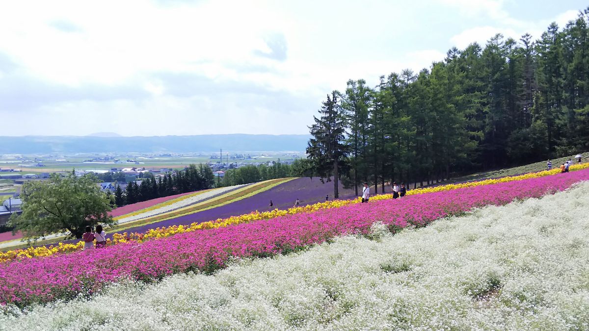 2019.7.28 ファーム富田  彩りがきれいですばらし～ (*^ー^)ノ♪