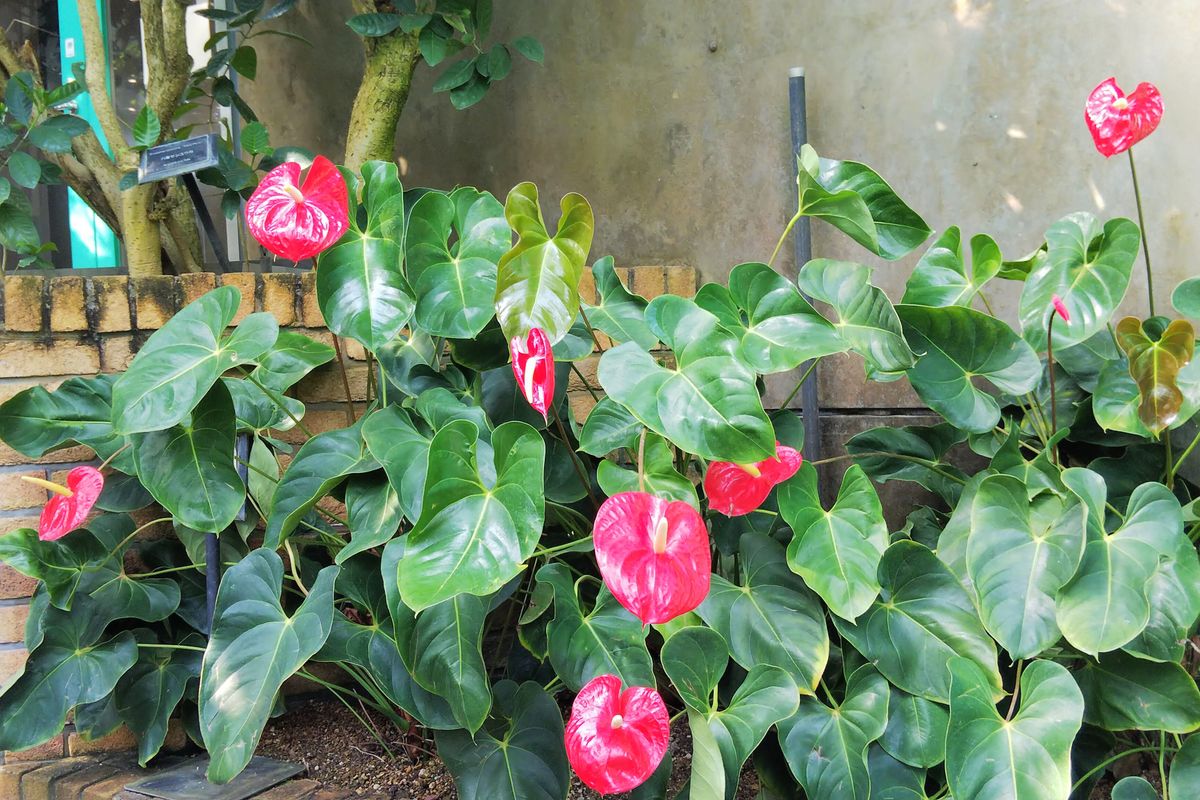 2020.03.17 草津 水生植物公園 温室のアンスリウム (*^^*)