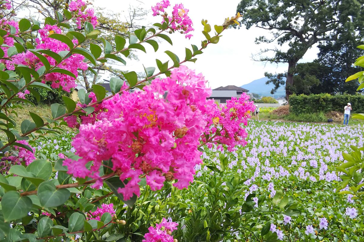 2019.9.17 奈良 本薬師寺跡 サルスベリの後ろは一面のホテイアオイです (*^^*)