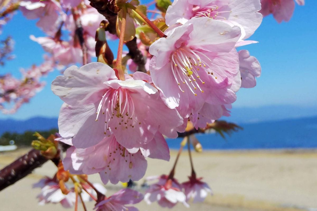 2020.03.09 滋賀大津 きれいな河津桜 バックは琵琶湖 素敵な景色です (*'ω'*)