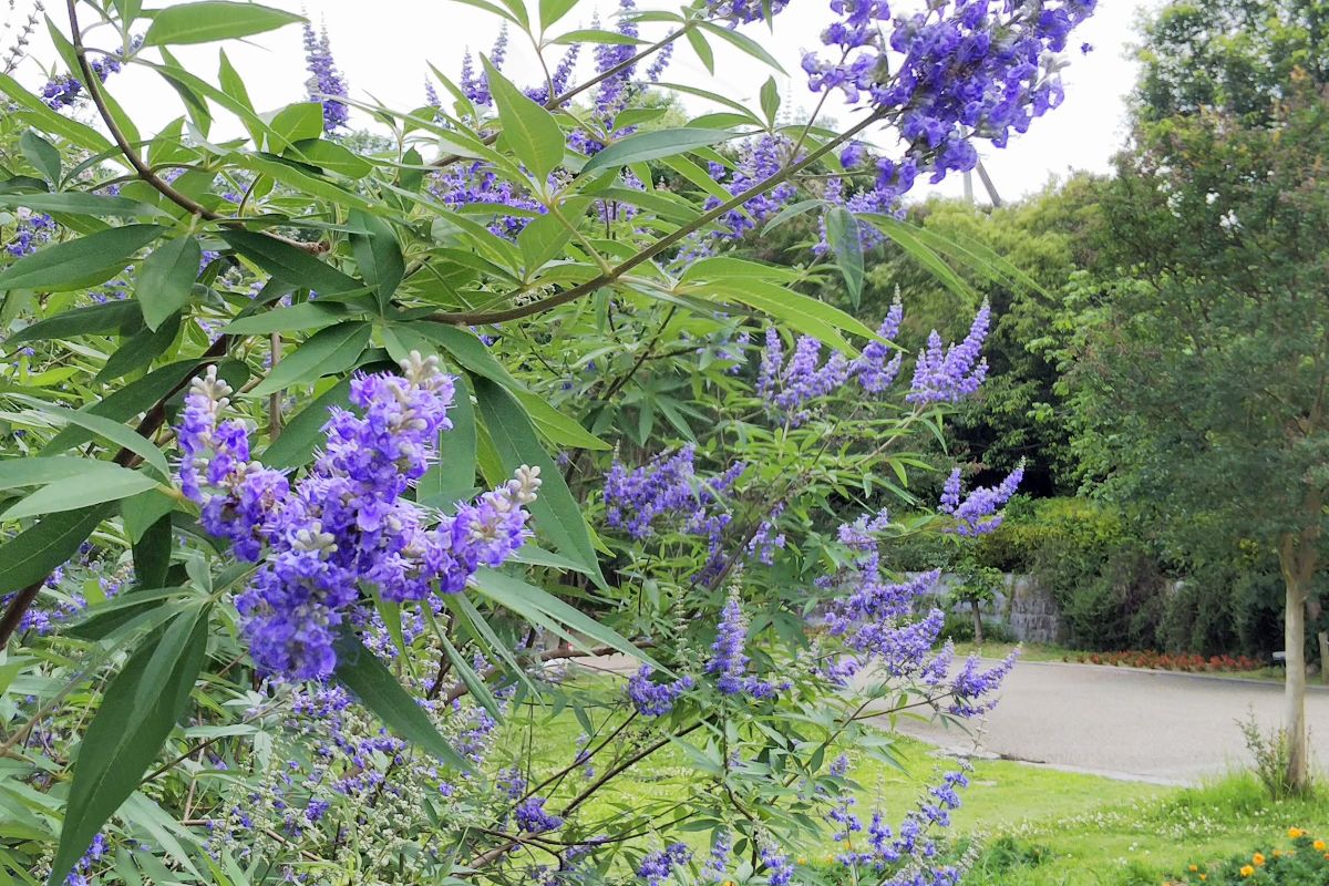 2020.6.29馬見丘陵公園 ニンジンボク ブルーの花姿が涼しげです (*^。^*)