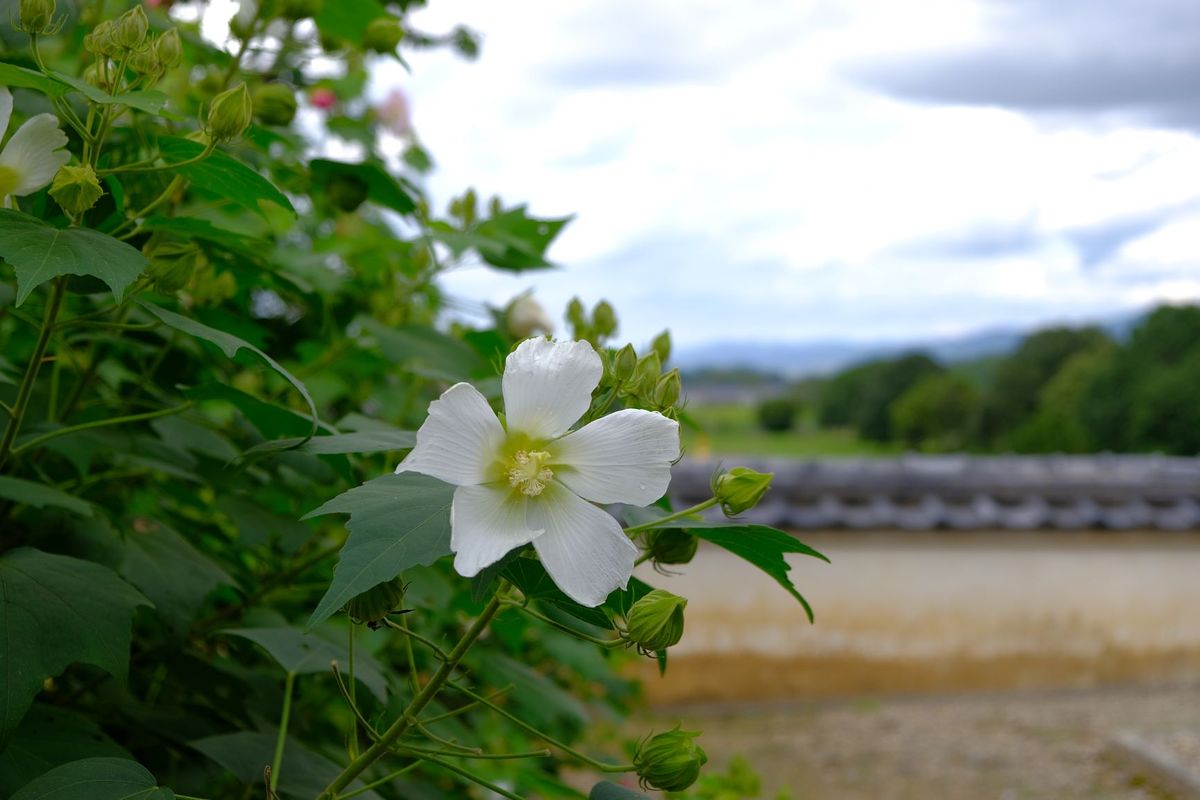 明日香 橘寺の酔芙蓉  時間とともに 花色が変わっていく 魅惑的な芙蓉 (^_-)-☆