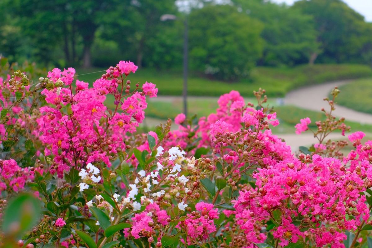 2019.7.3馬見丘陵公園のサルスベリ (*^。^*)