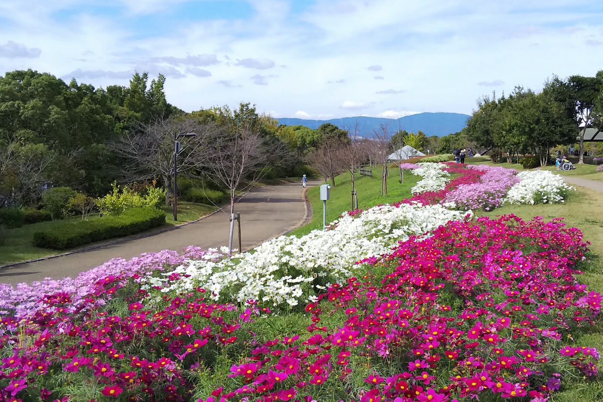 2019.10.23奈良馬見丘陵公園 散歩道沿いのコスモス (*^-^*)