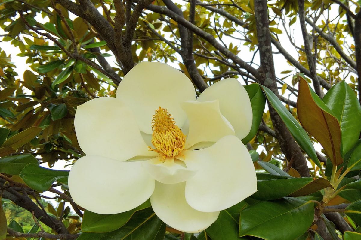 2020.6.29馬見丘陵公園 タイサンボクの花の大きさにびっくり 私の手のひらよりもっと