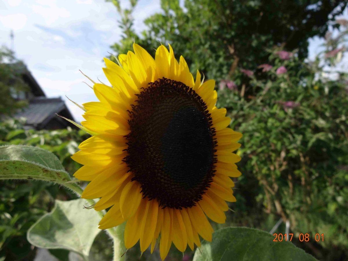 大きめ 花びらは小さめ 真ん中の色が濃い