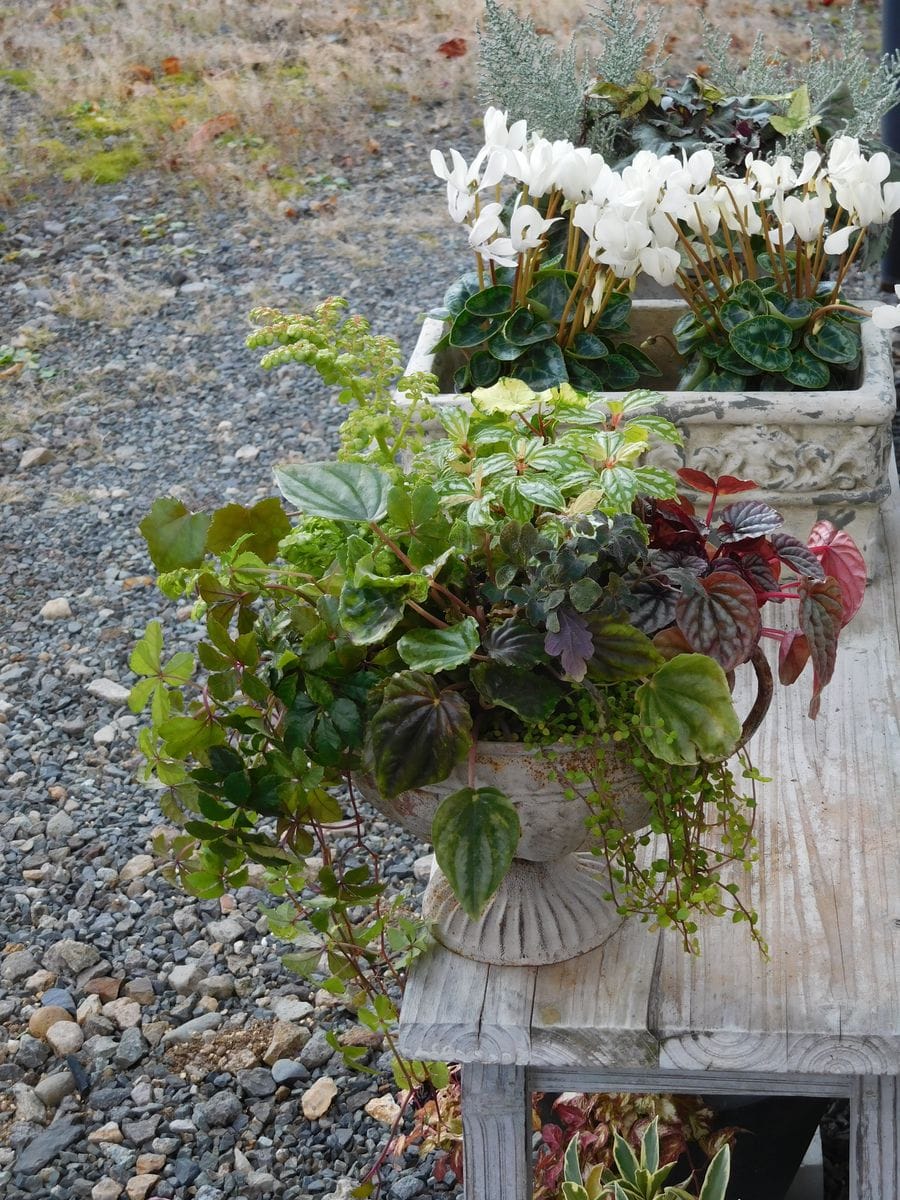 観葉植物ばかり集めた寄せ植えです。 夏に外で楽しんでいた球根ベゴニアといっしょに 