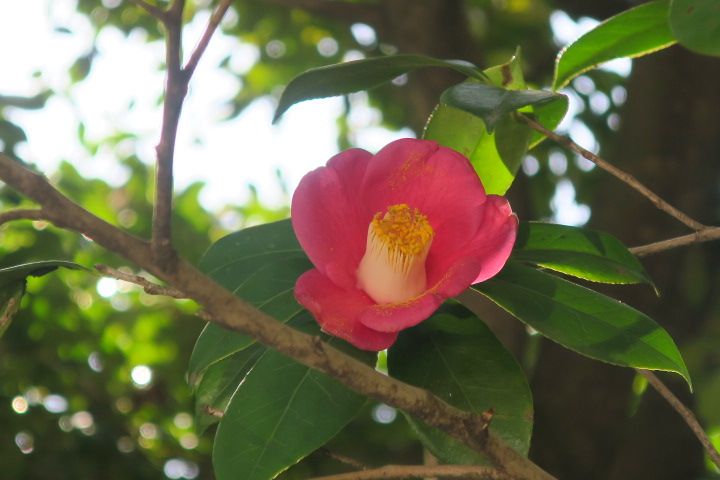 雪の残る小石川植物園では梅と椿が開花していました。