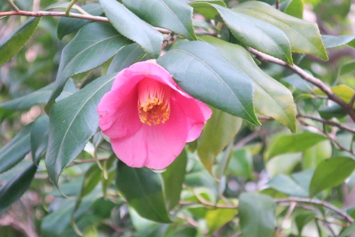 いよいよツバキの季節、向島百花園でも椿が開花していました。