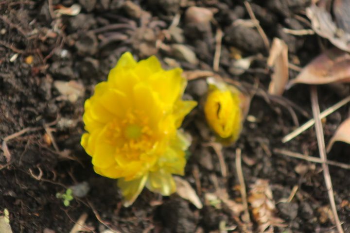 向島百花園でも福寿草の可愛い花が咲いていました。