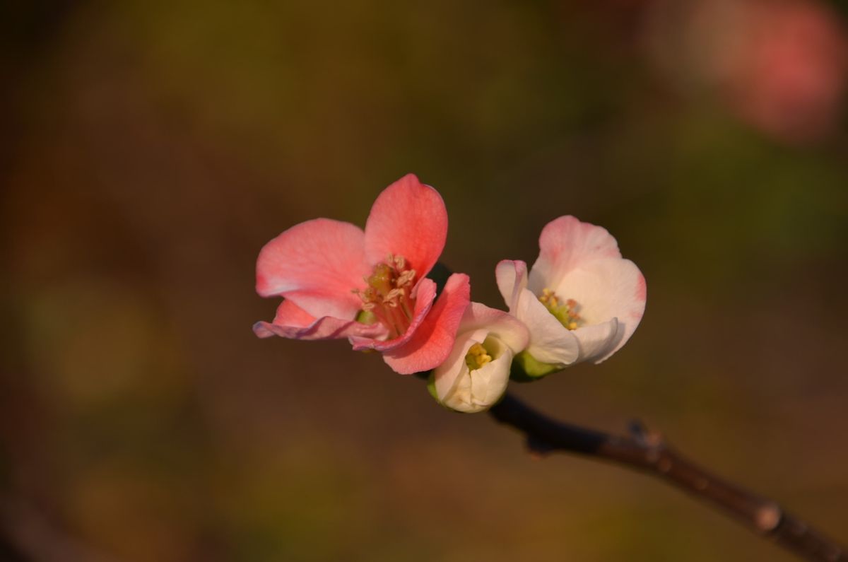 昭和記念公園に咲いていたボケの花です。