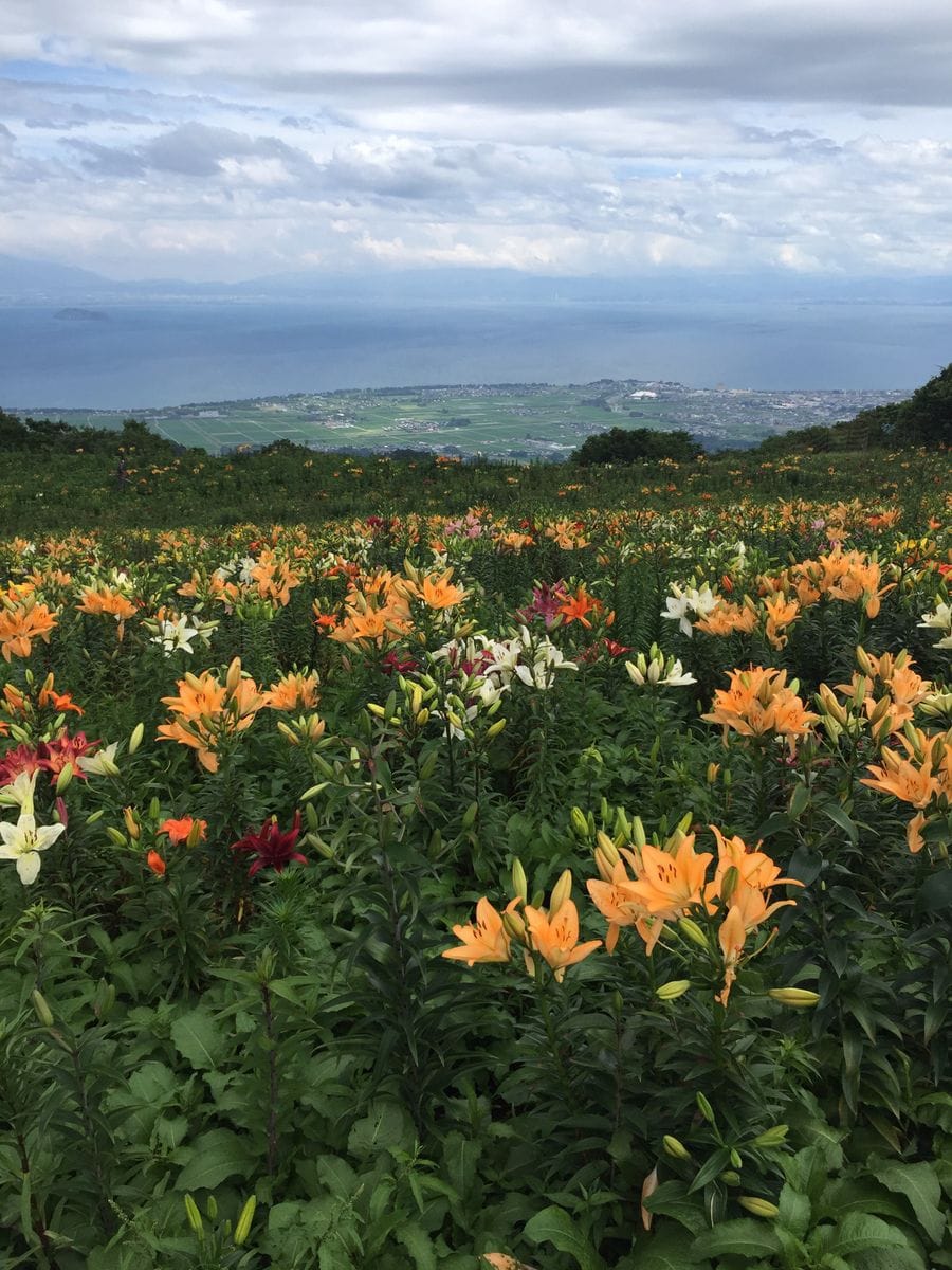 久々の投稿です。 豪雨前に行った滋賀県箱館山のゆり園です。 この時も晴れから豪雨の