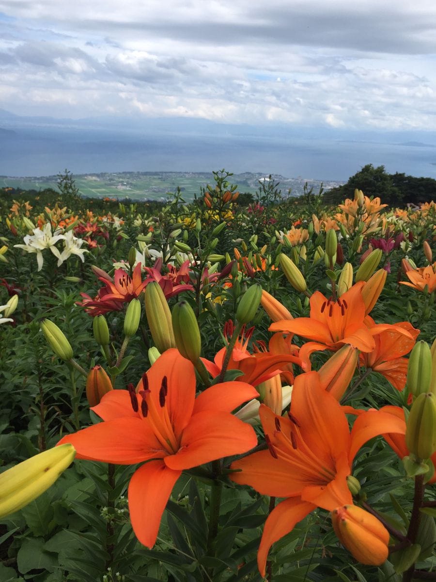 箱館山ゆり園のスカシユリ。 冬はスキー場になるここ箱館山では、夏の間、50種35万球