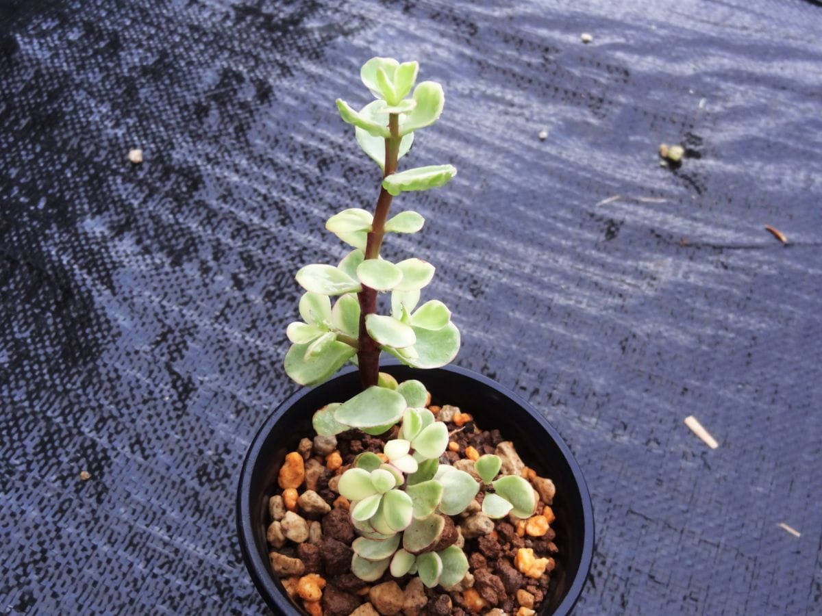 株分けして植え替えた雅楽の舞。