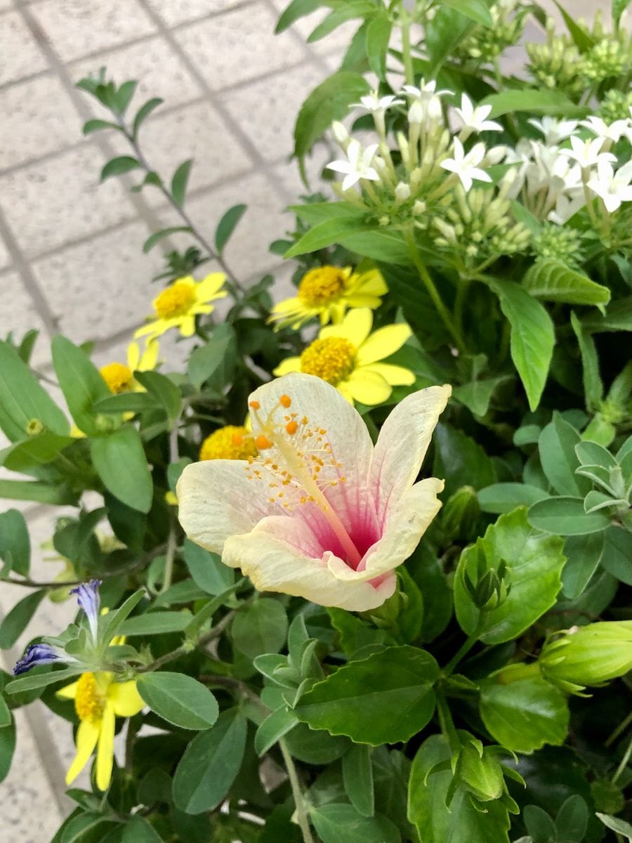 ハイビスカスを寄せ植えにしてしまいましたが 育つか心配です😂