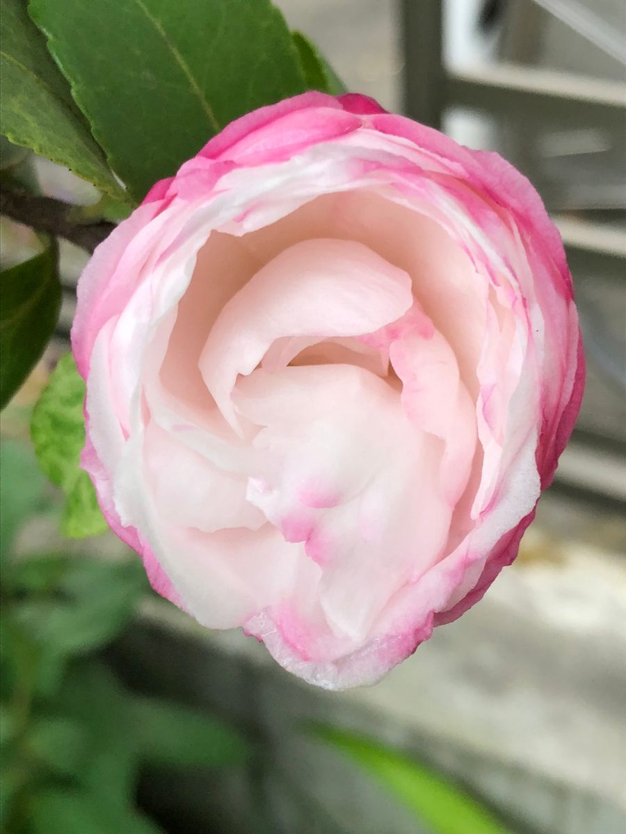 山茶花の花 2個目の蕾が開いて来ました！