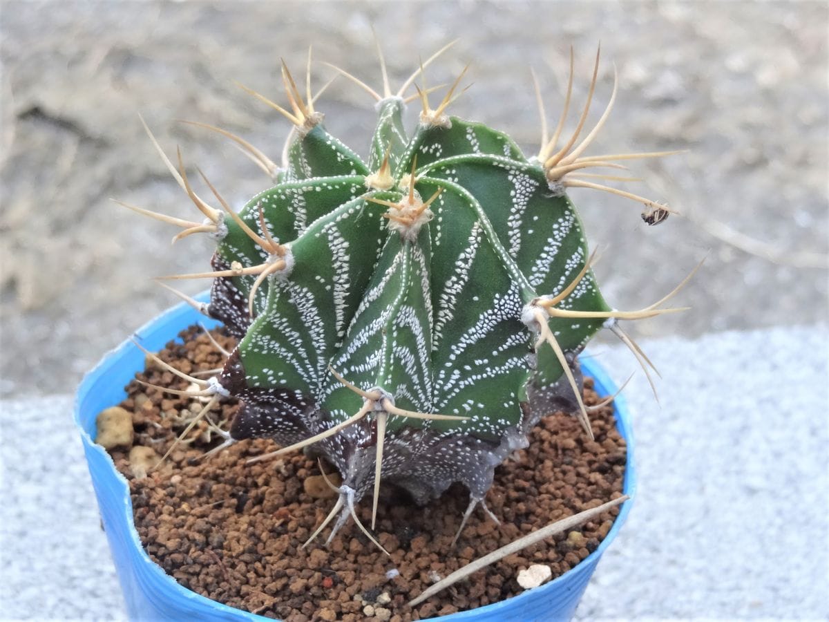 縞々な般若！ Astrophytum ornatum