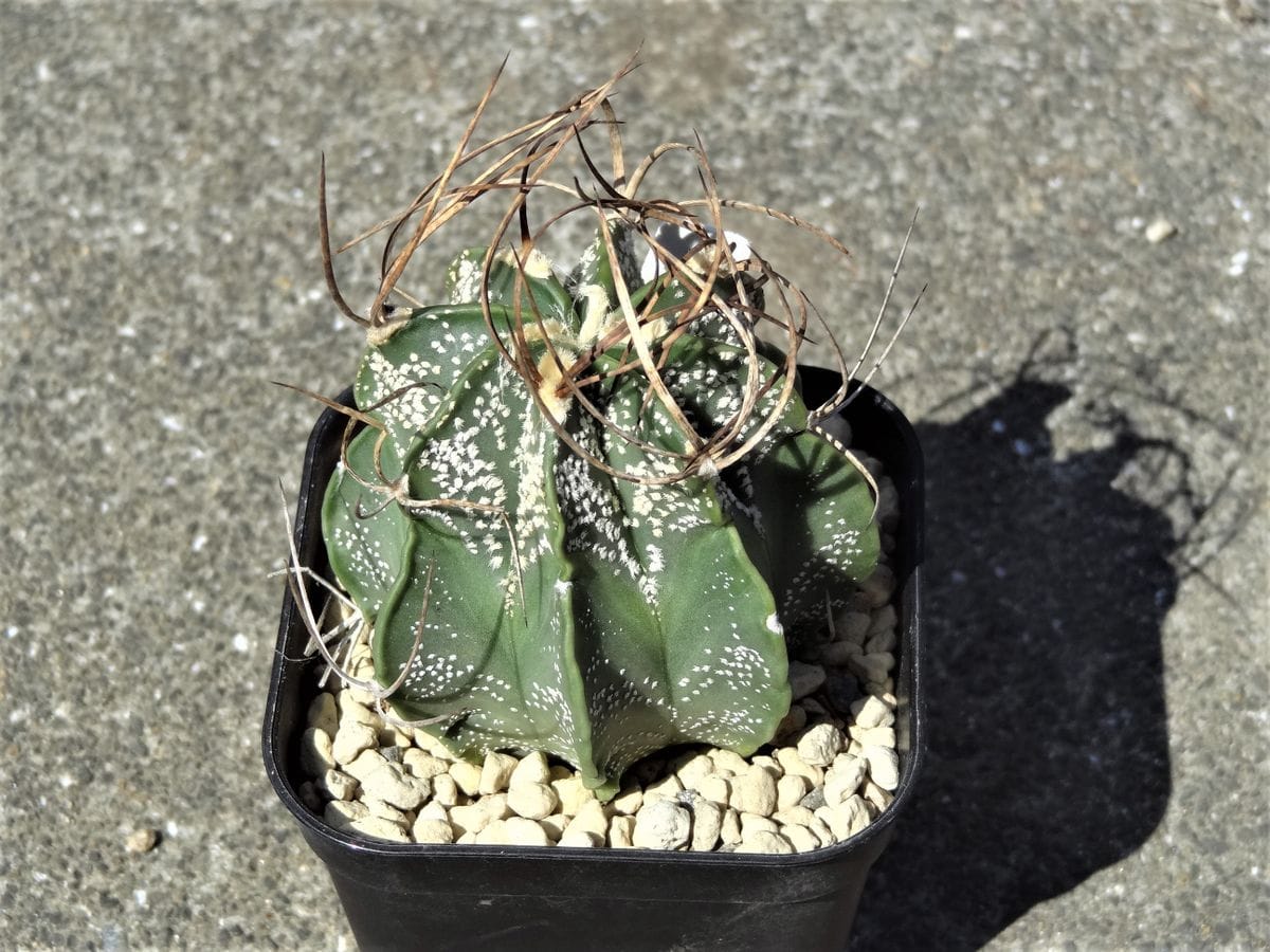 新しく買った瑞鳳玉 広島市植物園のサボテン展での格安品です Astrophytum capricorne