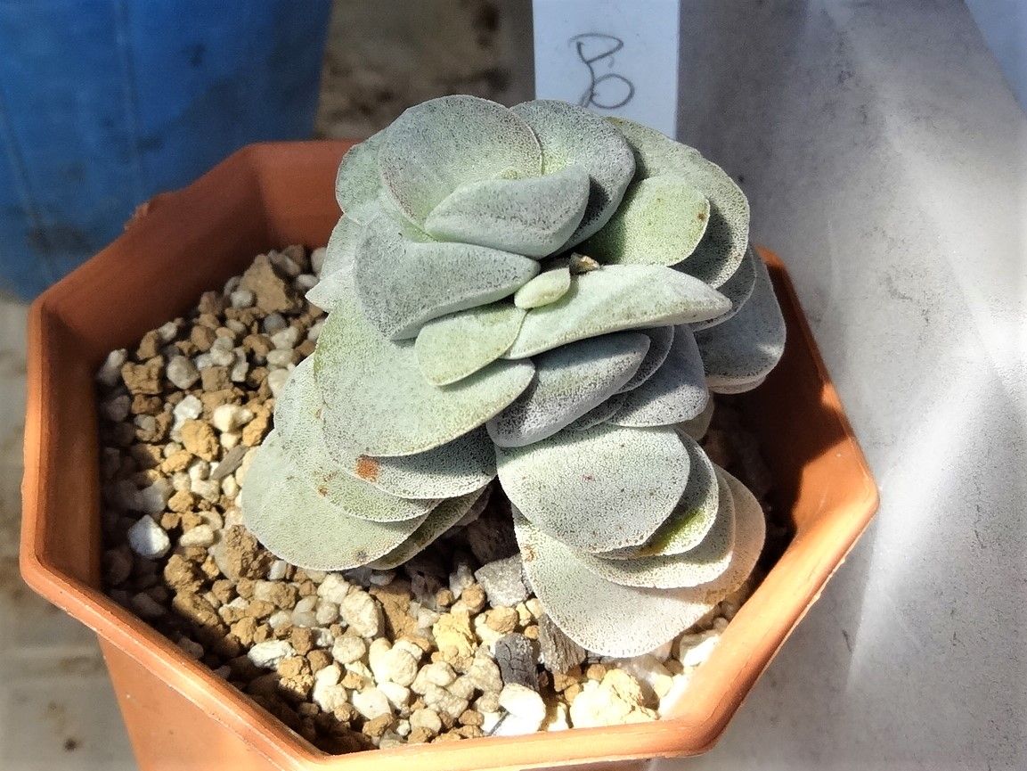 呂千絵の花のその後 Crassula cv. Morgan Beauty