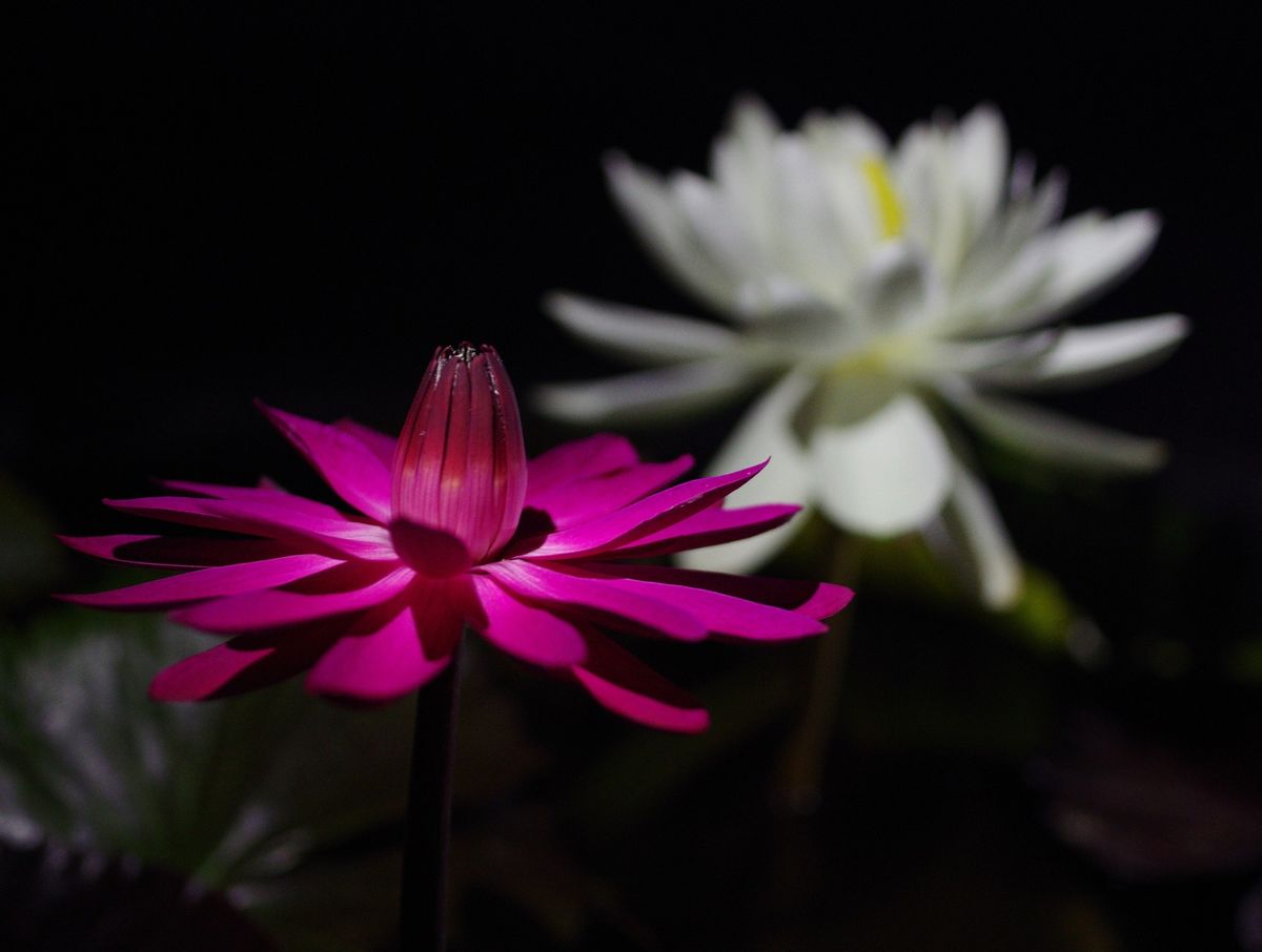 熱帯スイレンの写真 by kmd_shige 夜咲き熱帯スイレン「ミズーリ」と「レッドフレア」