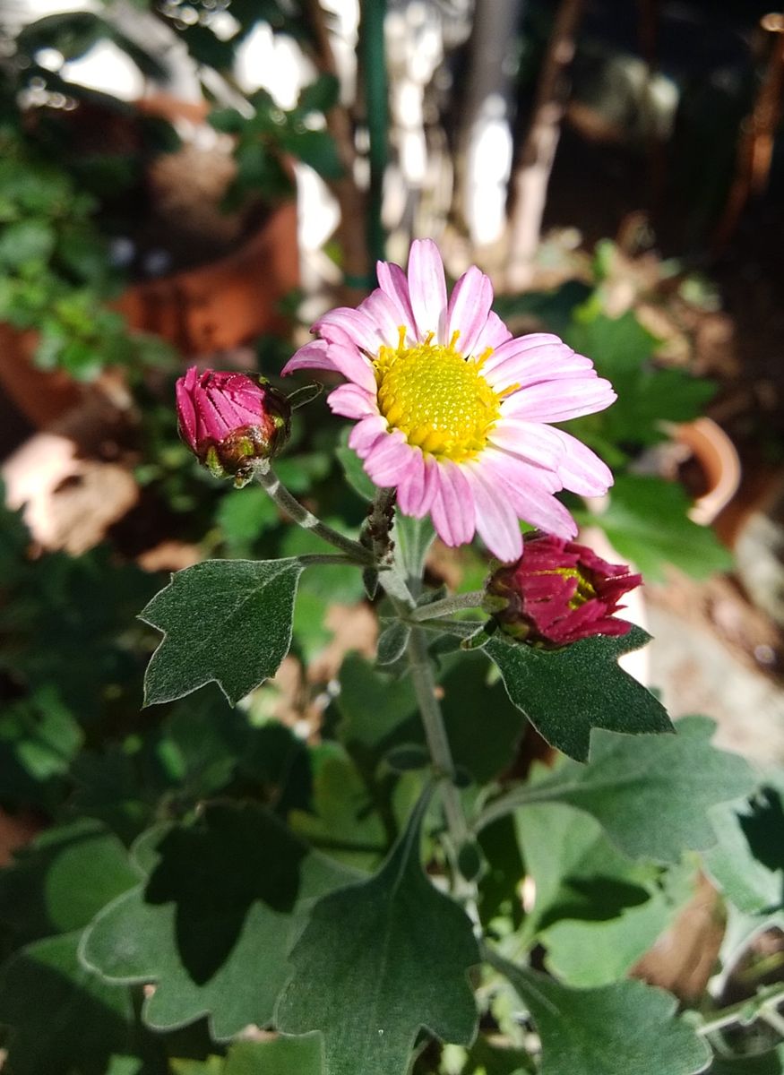 「コギク（赤）」📷20181115 鉢植え  鉢植えの小菊が咲きました  （地植えより 少し遅