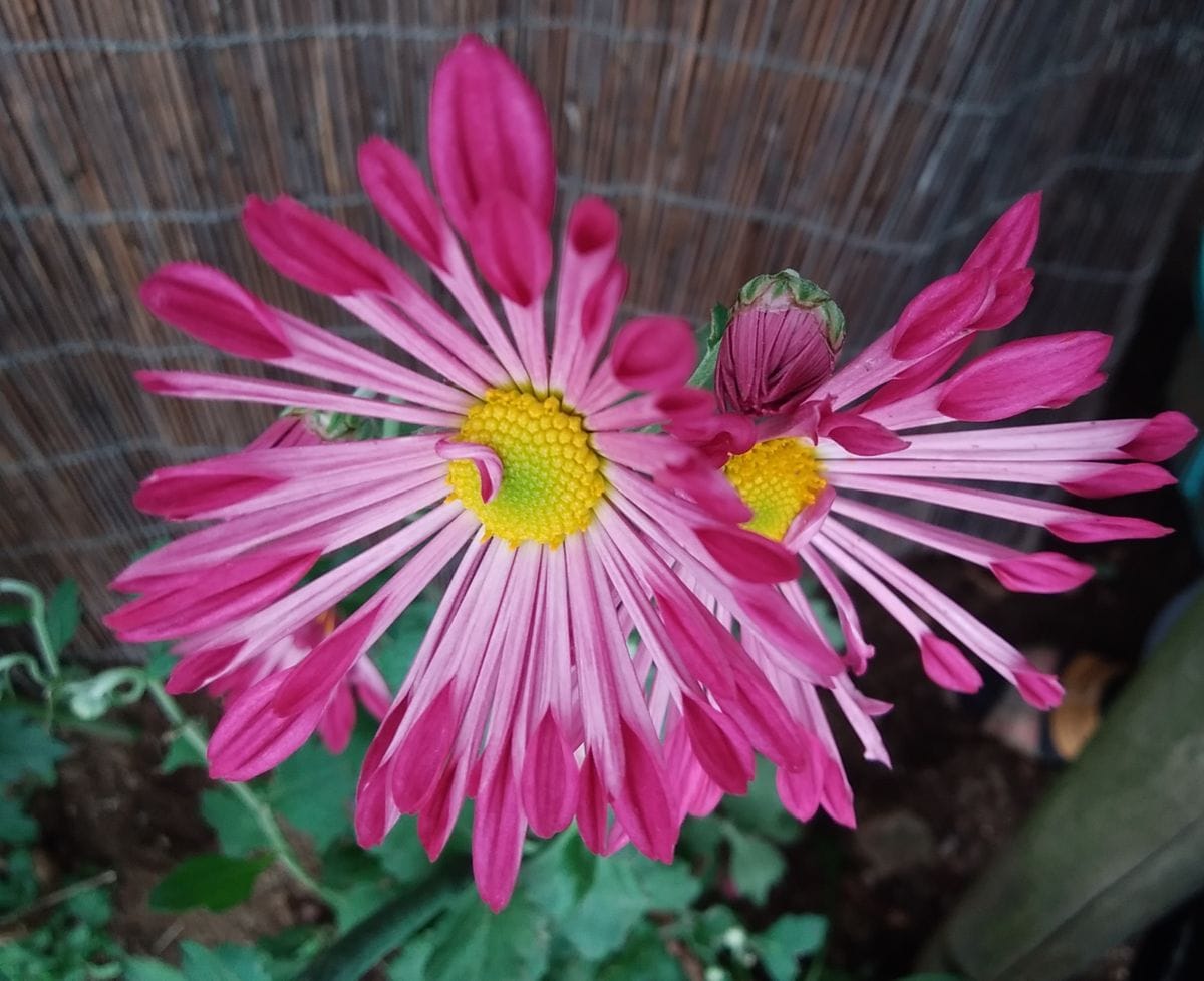 「中輪ギク（赤）初花が咲きました」📷20181028 地植え  庭で3番目に開花した菊です