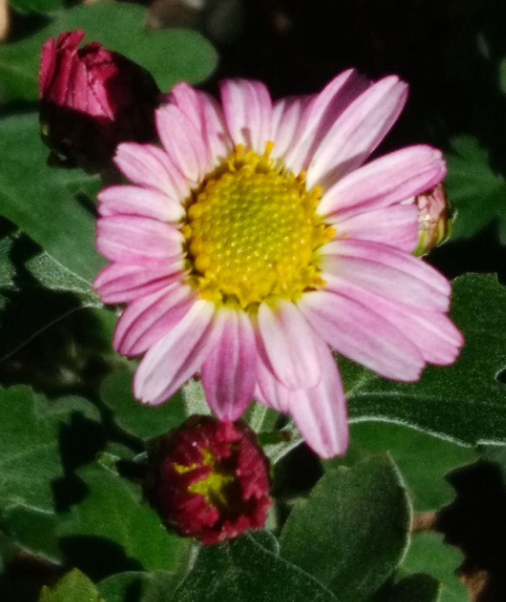 「コギク（赤）」📷20181115 鉢植え  鉢植えの小菊が咲きました  （地植えより 少し遅