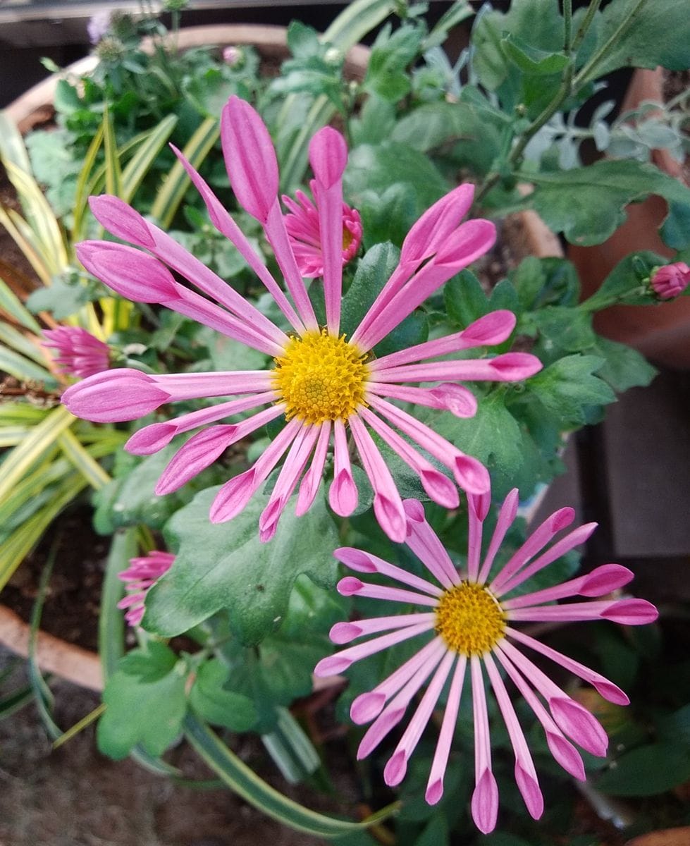 「キク（風車）①」📷20181201  寄せ植え：菊・ヤブラン他