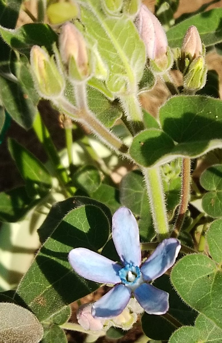 「ブルースター・１番花」📷20180413 鉢植えにて 冬越しをして 今朝咲きましたー(^^)/(