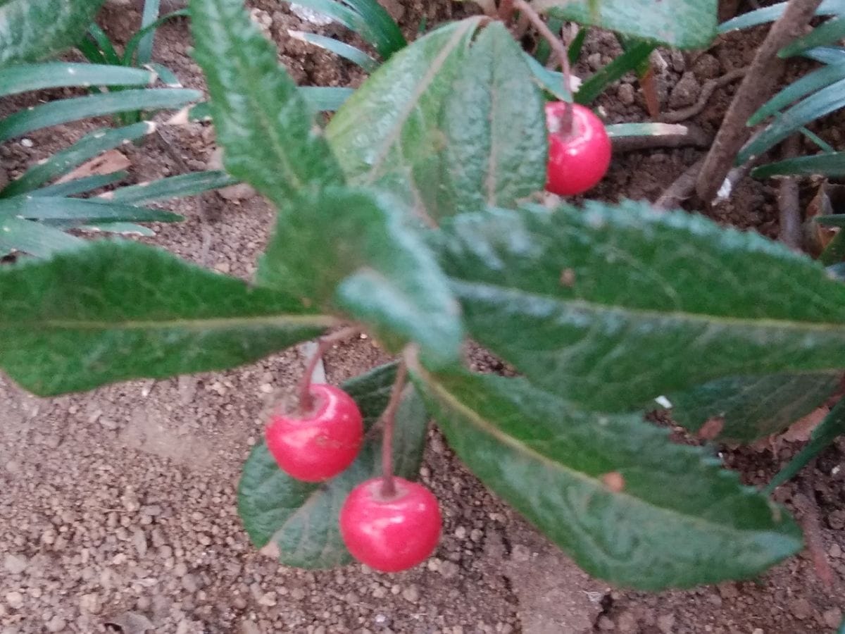 「昨日の庭の様子」📷20181211 地植え  何年もの間 植え場所が解らずひ弱だったヤブコ