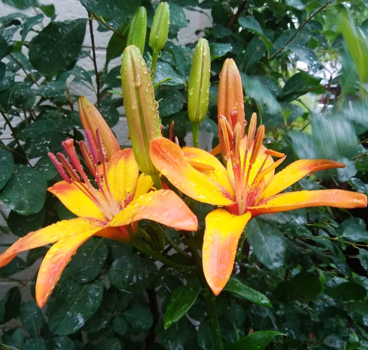 「スカシユリの開花」📷20180611 地植え  透かし百合（橙色）が 雨の降る中で 咲いてい