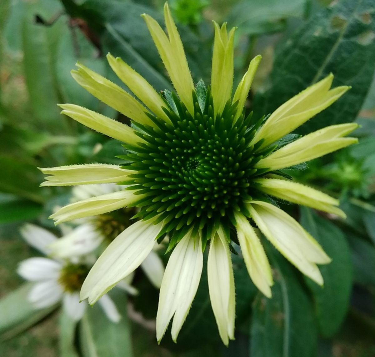 エキナセアの写真 by ソルダム 「エキナセア（白）」📷20181019 鉢植え  この春に購入