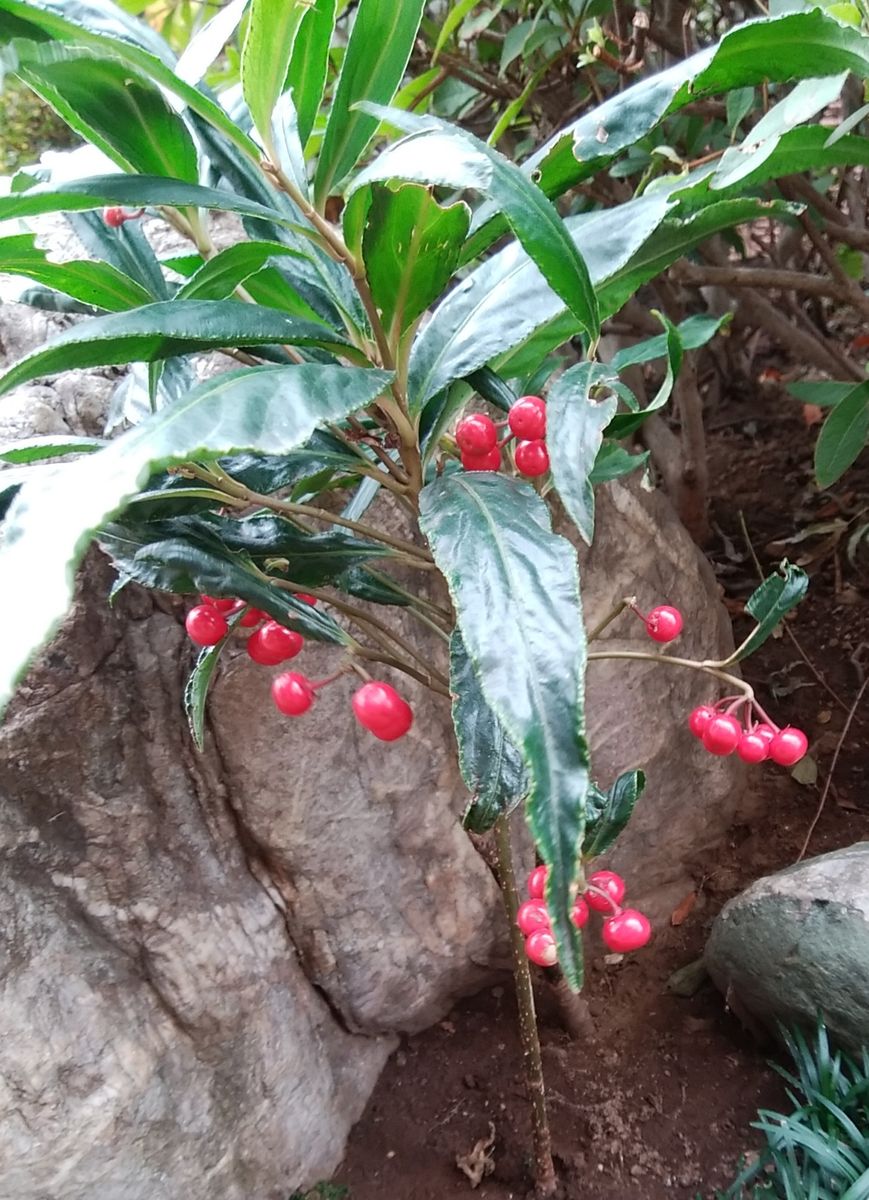 「昨日の庭の様子」📷20181211 地植え  紅葉の木の下に植えた木（ヒャクリョウ）の赤い