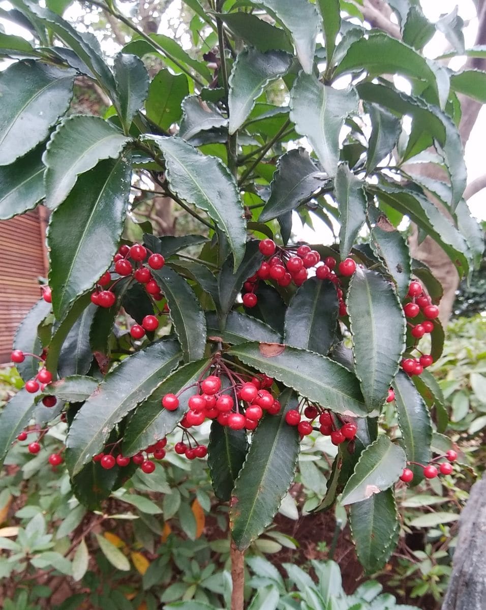 「昨日の庭の様子」📷20181211 地植え  紅葉の木の下に生えた木の赤い実が可愛らしいで