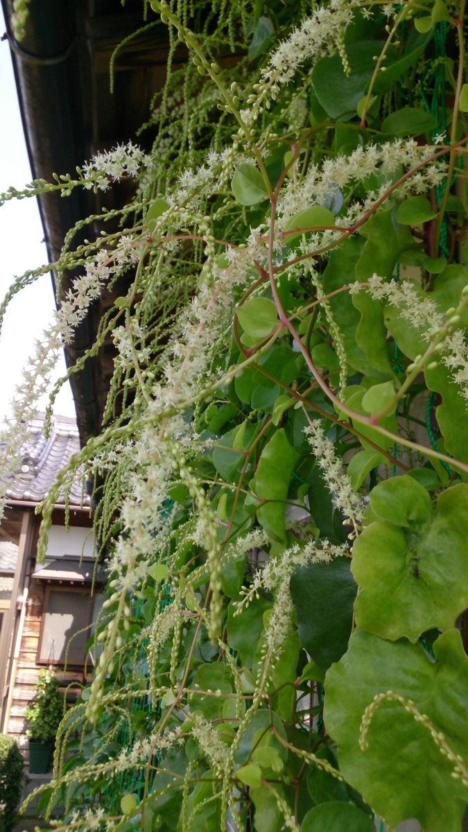 オカワカメの写真 by naoko オカワカメの花綺麗です( ☆∀☆) 高いとこで咲いてます。も