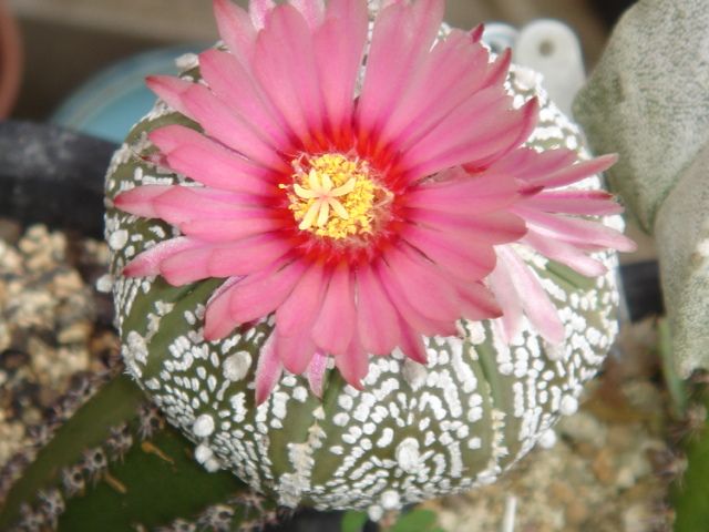 赤花スーパー兜「サボテン花」のアルバム-みんなの趣味の園芸913416