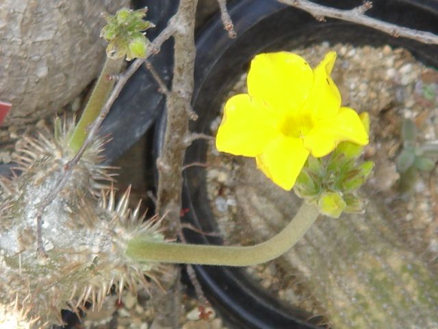 パキポジウム 恵比寿大黒  葉と同時に蕾が出てきます。毎年開花の綺麗な花です。