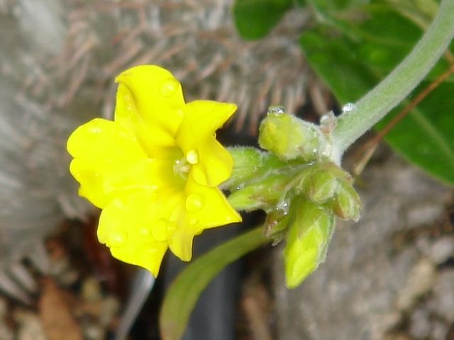 恵比寿大黒 今年は花付きが良くありませんでした。