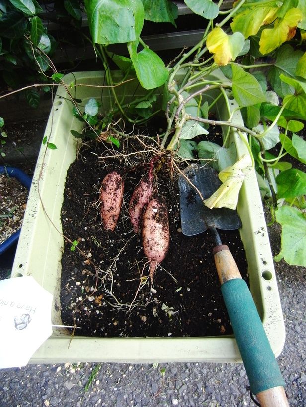  日よけ用に植えたサツマイモですが、小さいが立派にお芋ができました。  まだ暑い9月