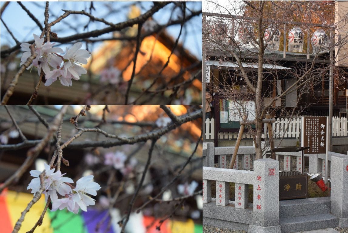 お会式桜（おえしきざくら） 日蓮宗大本山 池上本門寺にあります。 10月から6か月間も