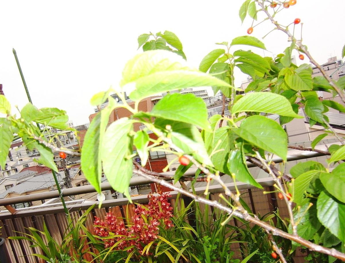  植木鉢で育てているサクランボですが、実が大きくなる前に鳥に食べられてしまいまし