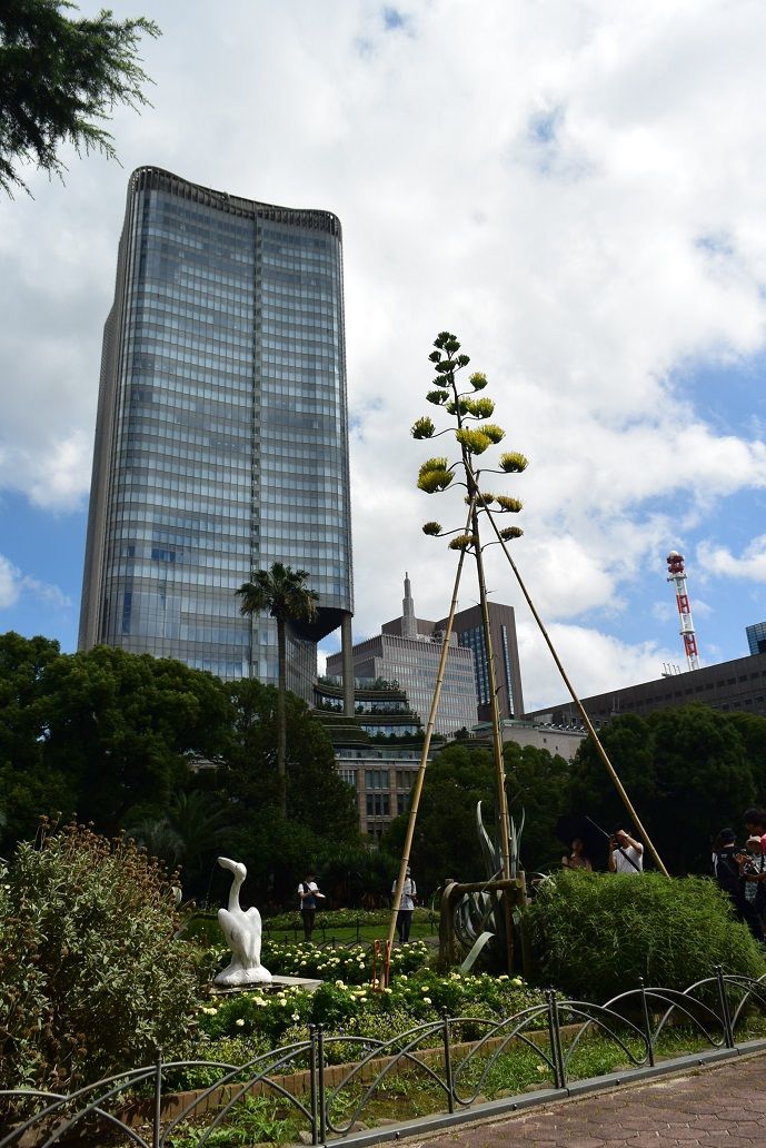 2019/7/27 テレビで見たので青の竜舌蘭（アオノリュウゼツラン）を見に日比谷公園に行