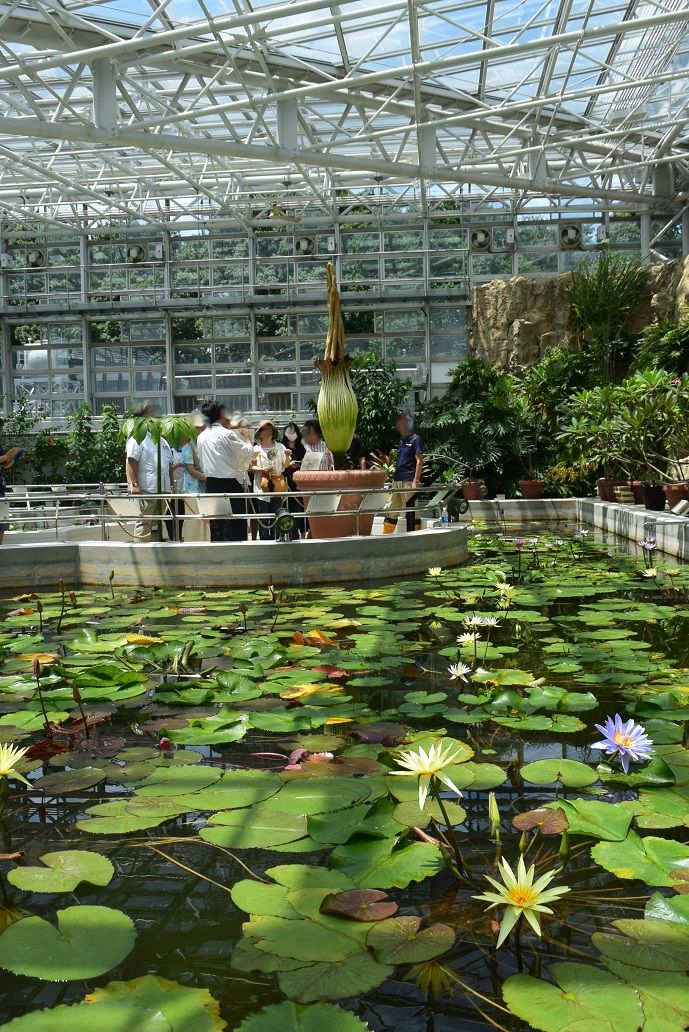 2019/07/28 テレビでみたので神代植物公園にショクダイオオコンニャクを見に行ってき