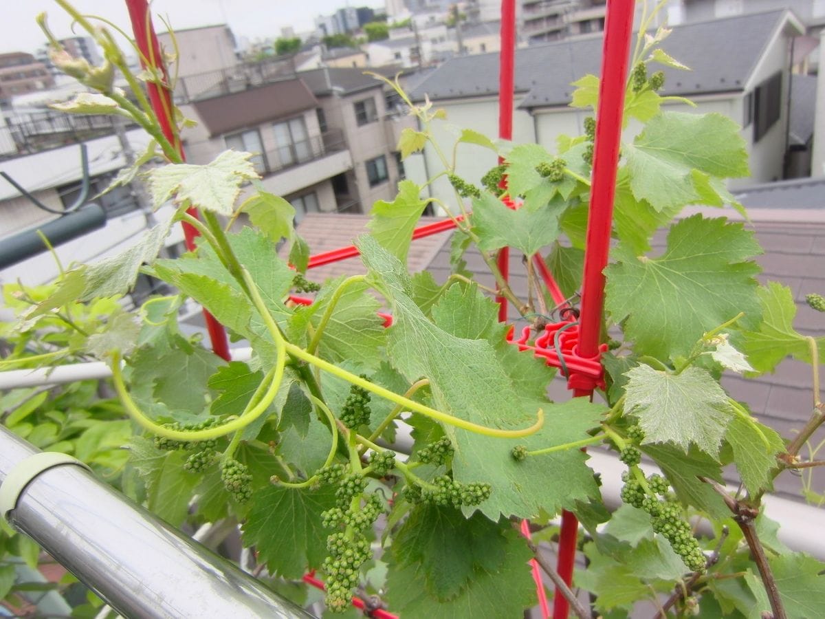  植木鉢で育てているブドウですが、花がたくさん咲きそうです。   間引くのがかわいそ