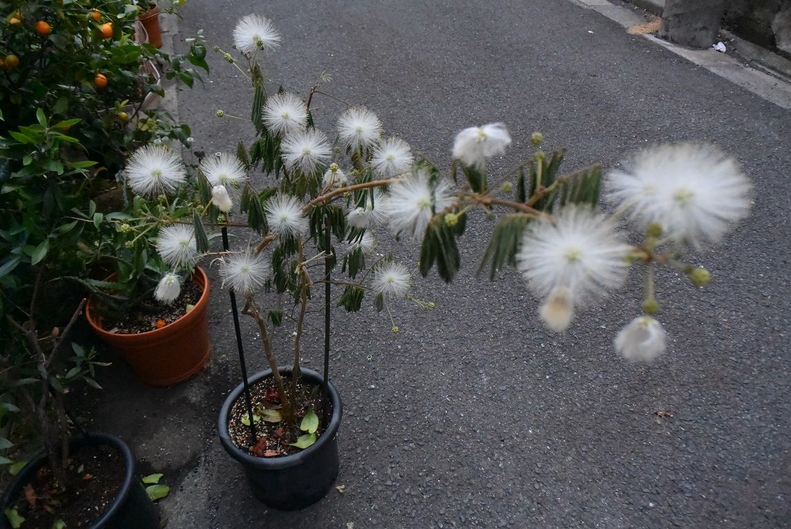 ねむの木に花が咲きました。 植木鉢でも大きく育っています。