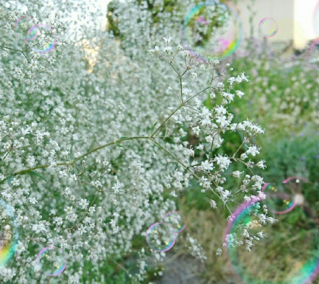 宿根かすみ草  白  耐寒性 強  高性なので切り花になります。